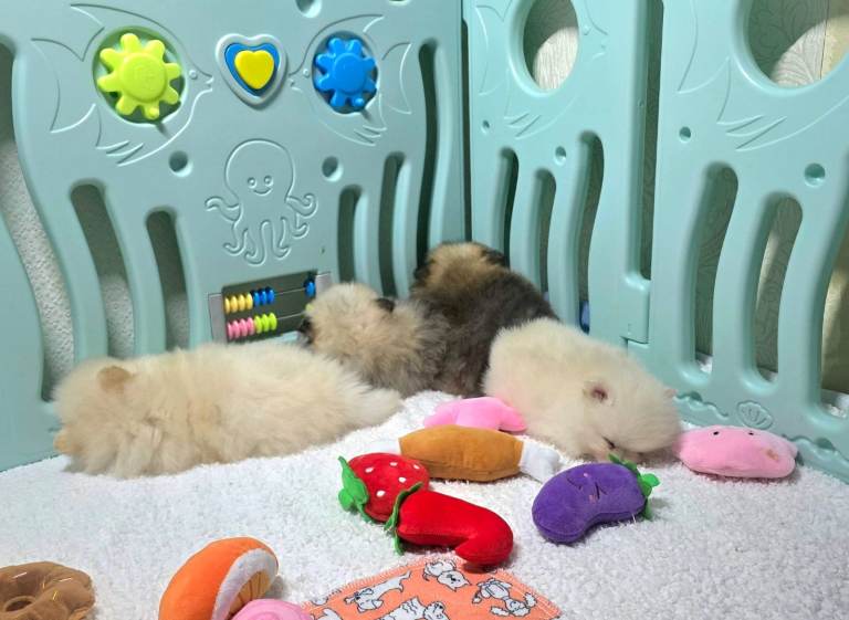 🔥Pomeranian puppies for sale. KC reg.