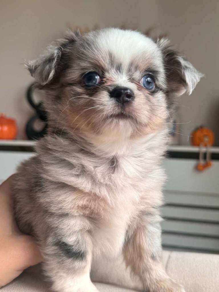 Longhair chihuahuas 