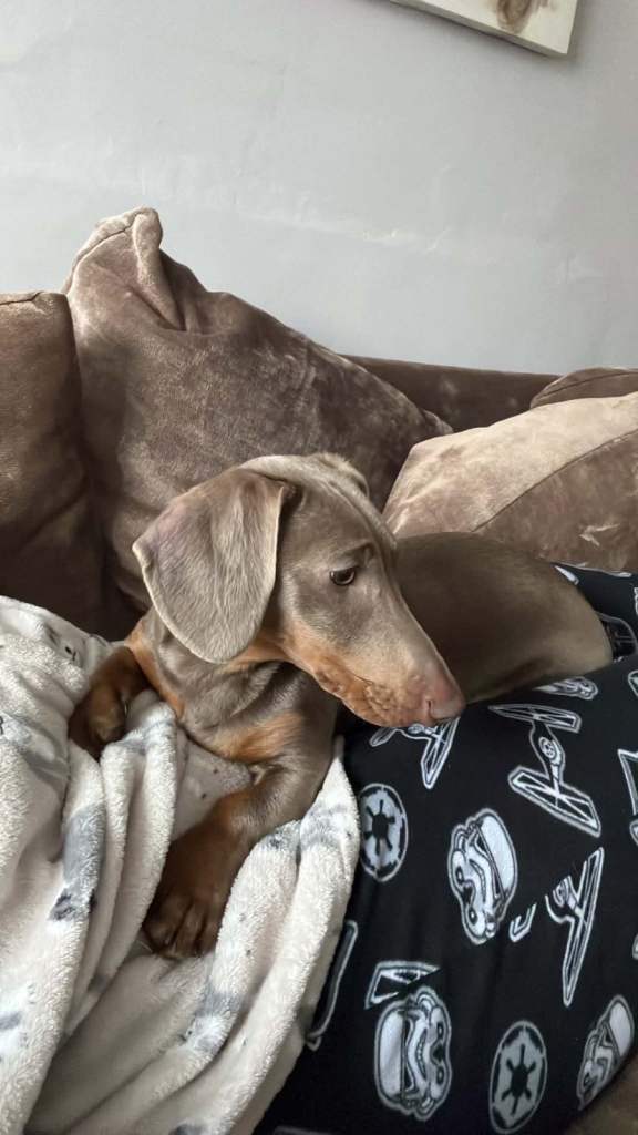 11 month old dachshund 