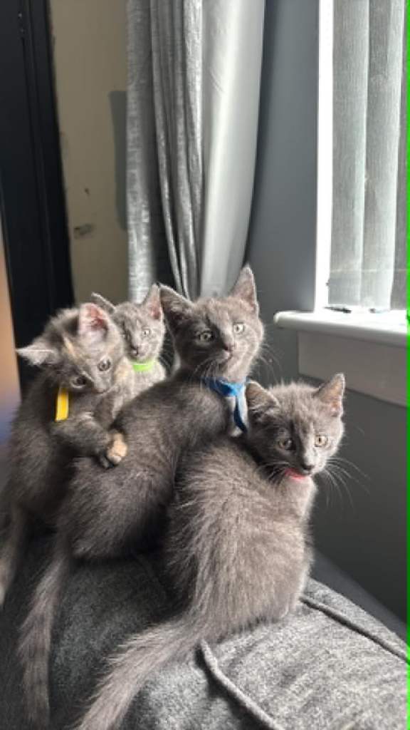 Kittens for sale 