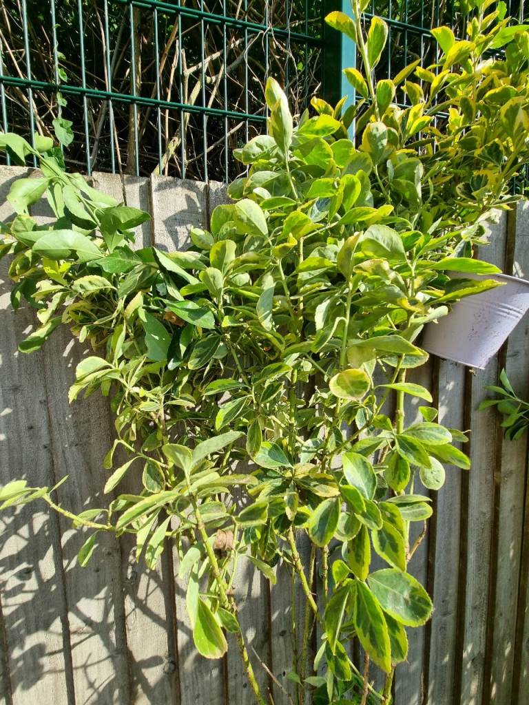 Japanese spindle (or golden privet, not sure) plant (about 5ft tall) ready for collection
