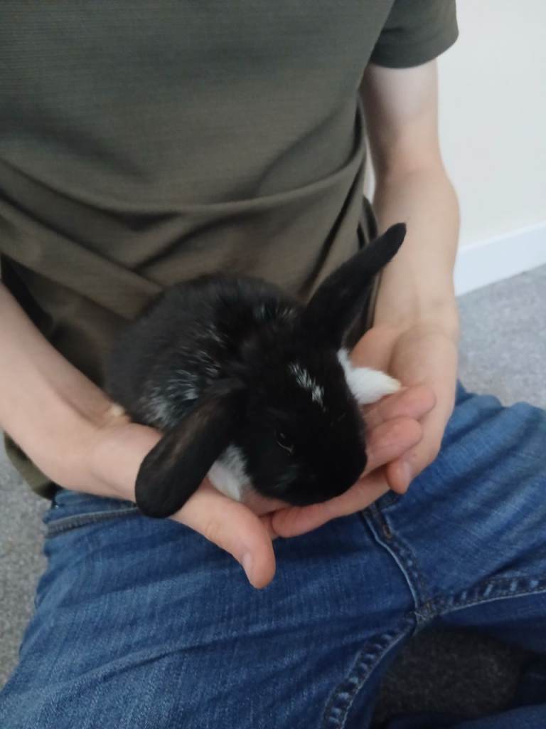 Bunnies 