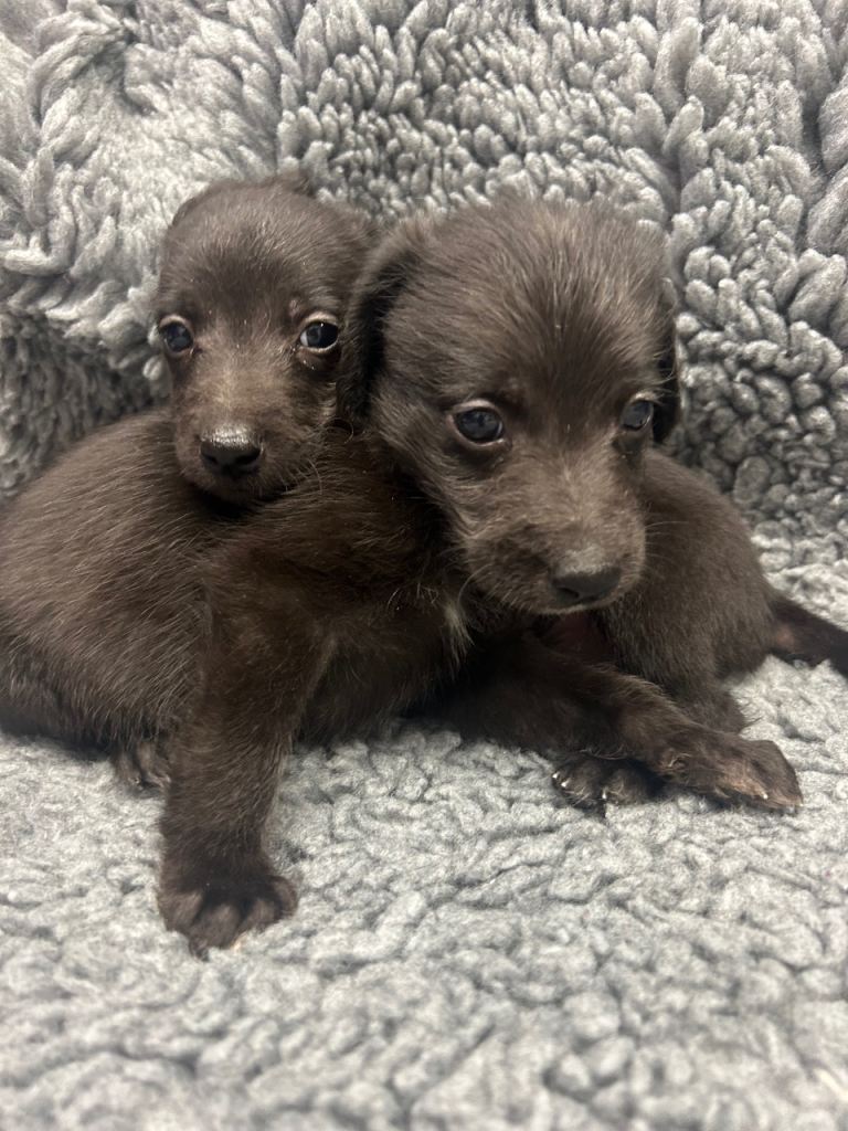 GENUINE BEDDY WHIPPETS 2 BOYS LEFT