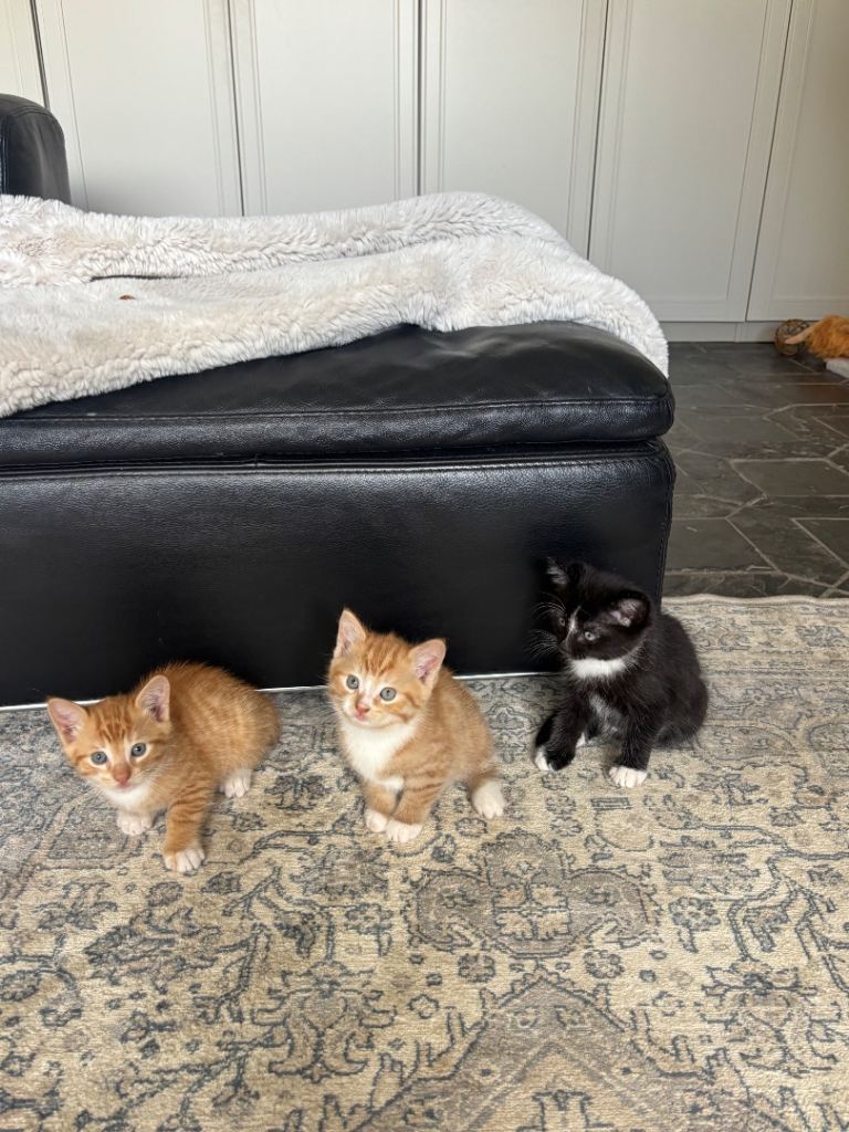 Fluffy and Playful Kittens ready for their forever home! 🐈