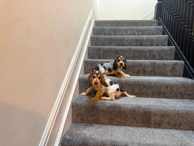 Show cocker spaniel