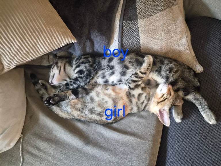 Bengal kittens 