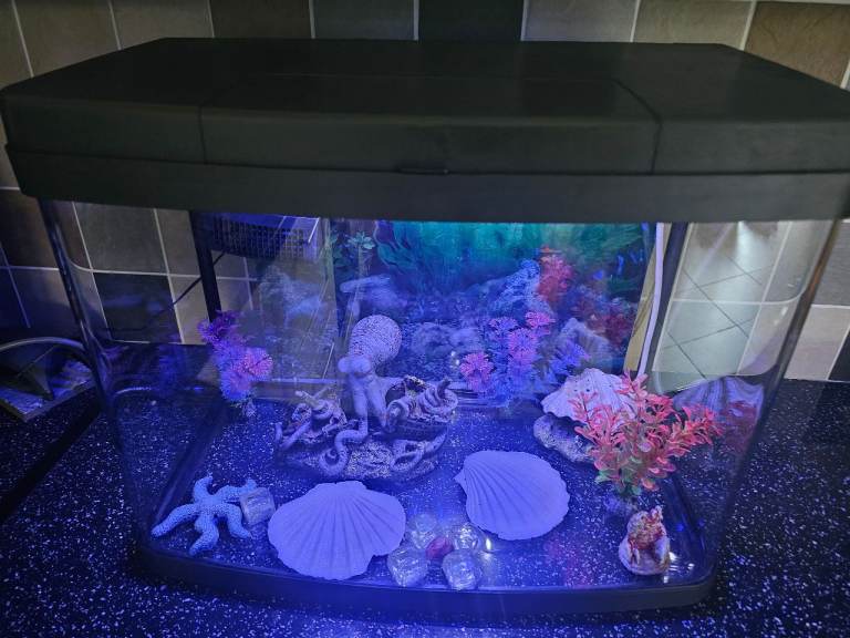 For sale Love fish 🐟 Panorama Aquarium Tank 40L 