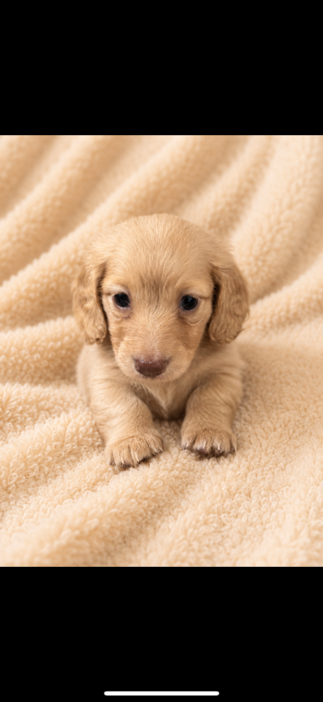 Cream long haired miniature dachshund 