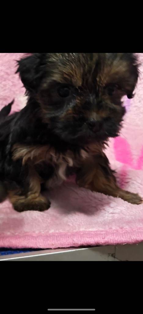 Colourful Yorkshire terriers (Biewers). Non casting