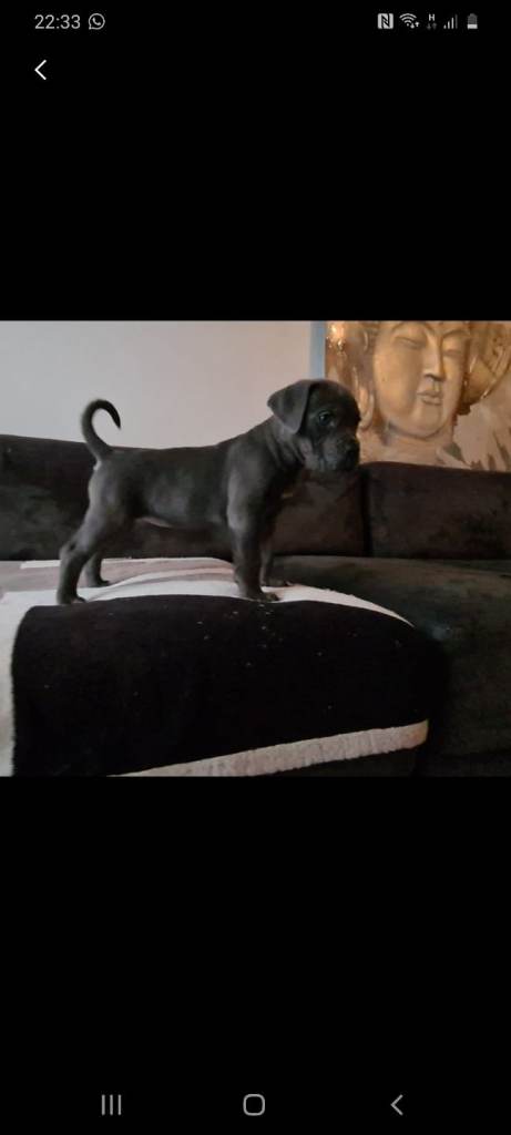 READY TO LEAVE! BIG, CHUNKY Cane Corso puppies! Outstanding bloodline. 