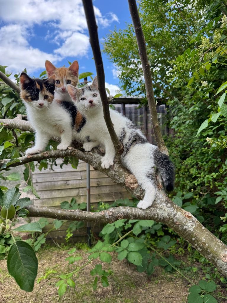 2 DSH kittens