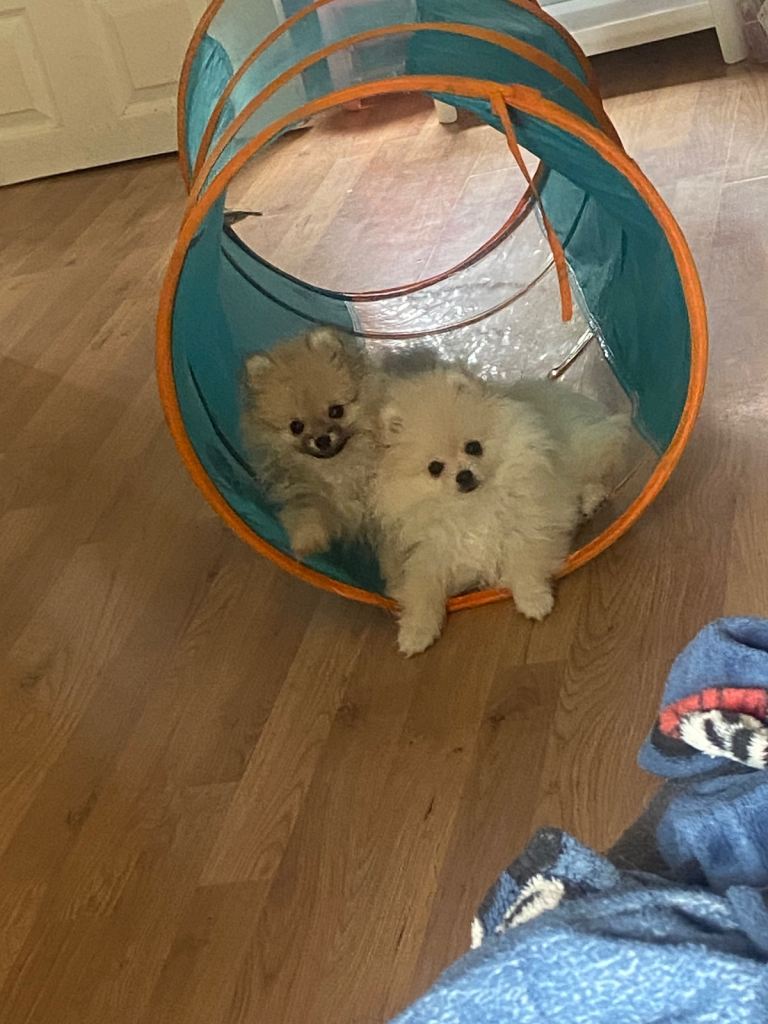 Pomeranian puppies
