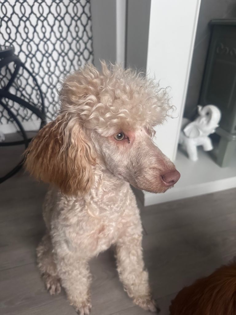 Toy poodle 