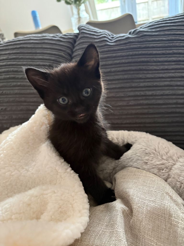 Kitten