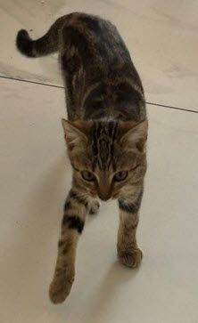 Cat for sale