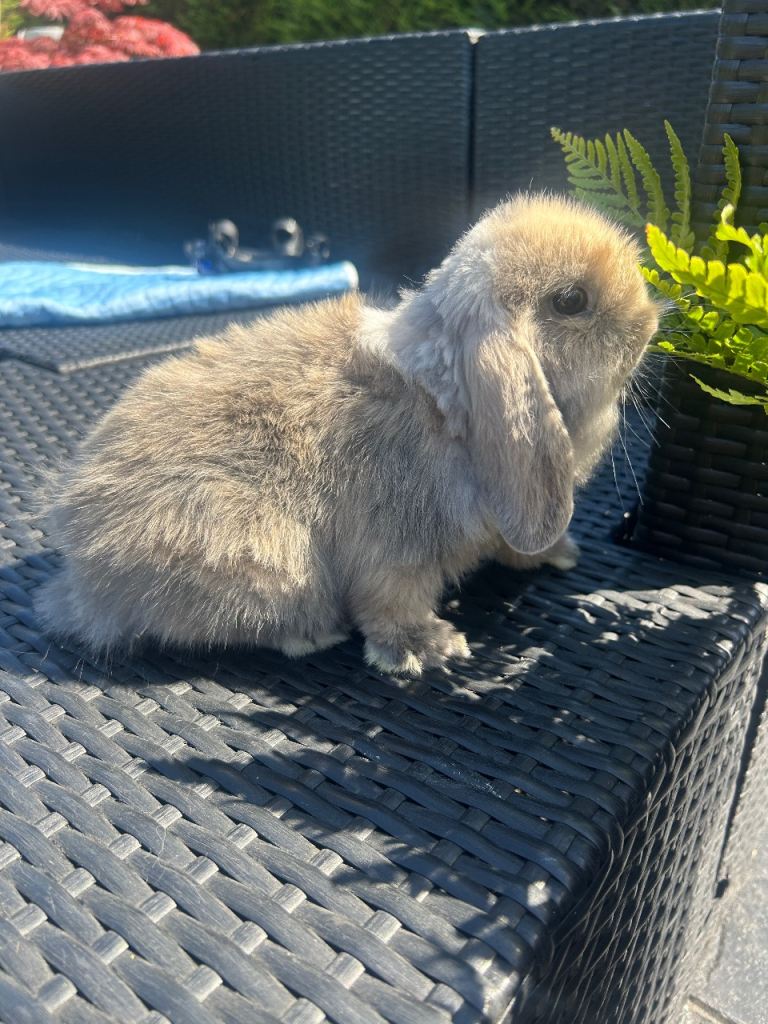 Adorable mini lops £65