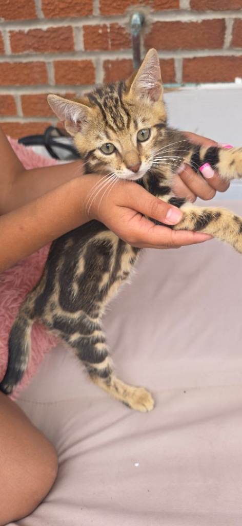 Beautiful marble Bengal kittens available now.
