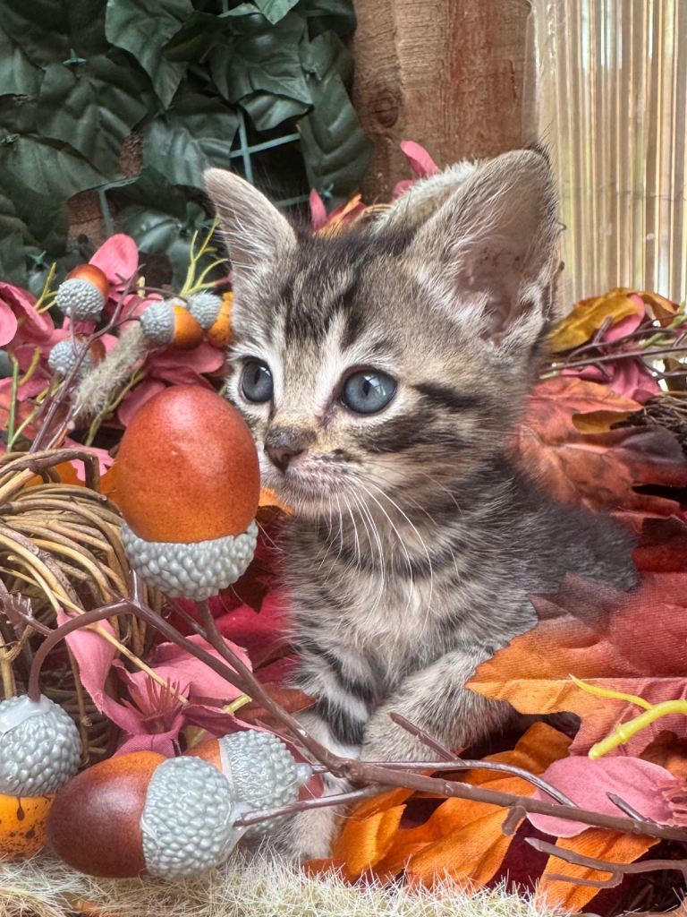 RAGDOLL MIX KITTENS 