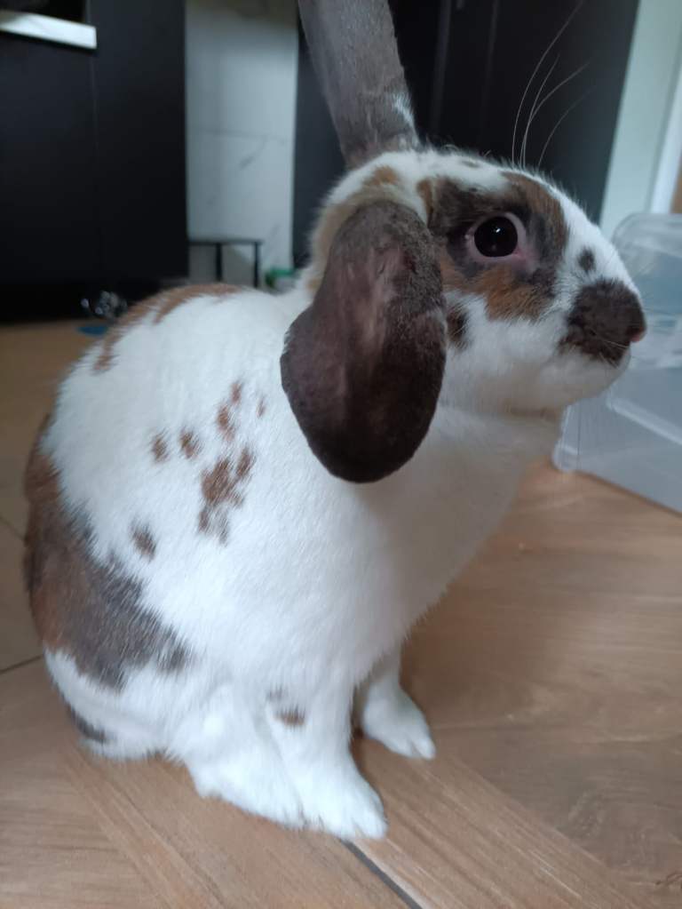 Excellent home wanted for Friendly White and Brown Spotted Rabbit