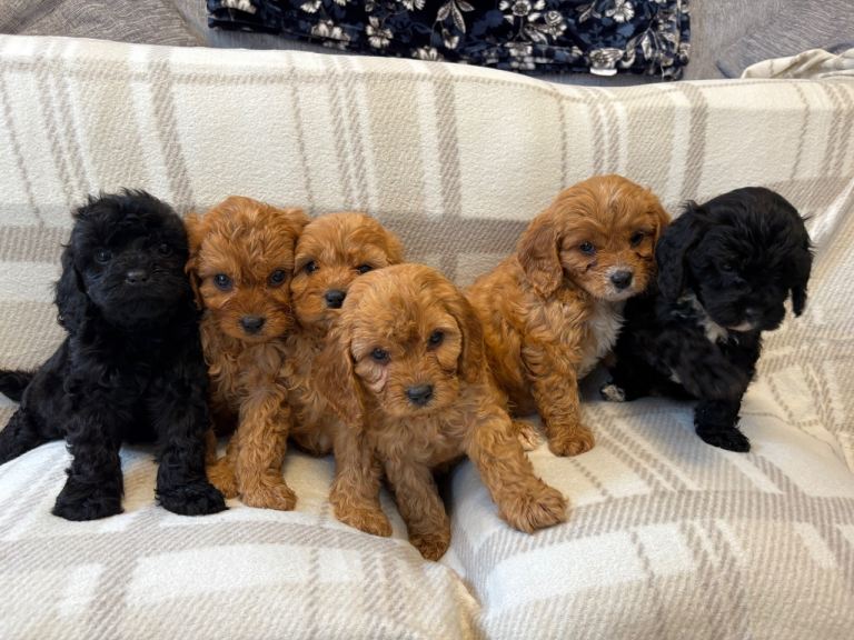 F1 cavapoo puppies fully health tested
