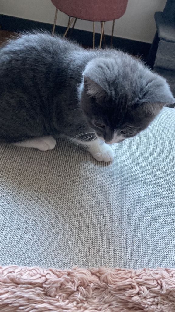 British shorthair kittens ASAP REHOUSING 