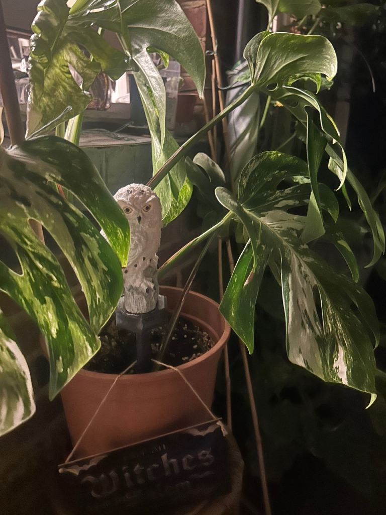 Variegated Monstera Plant in Pot – Healthy Growth