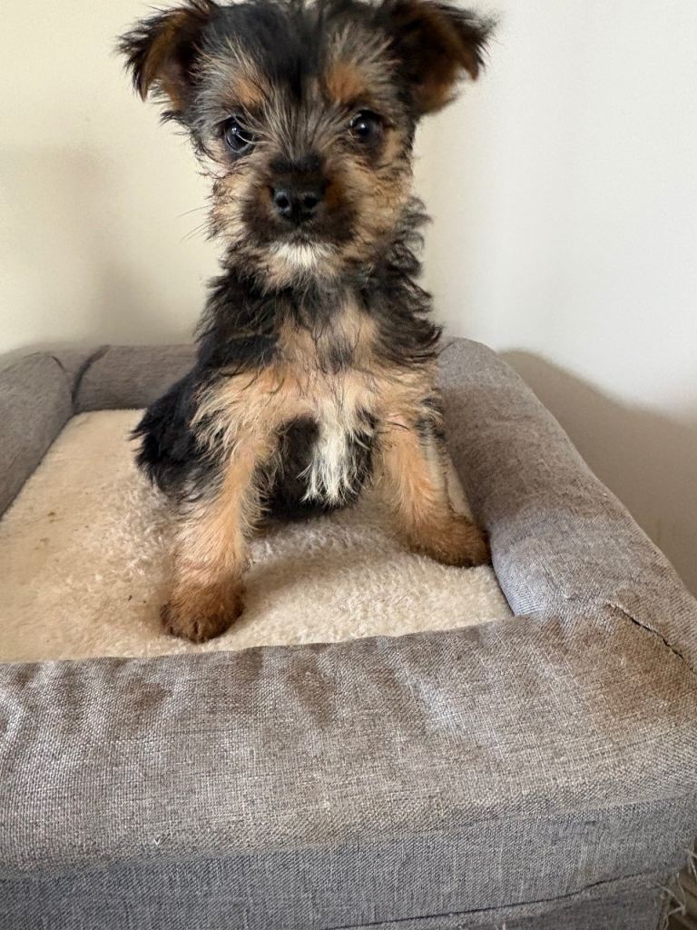 Chokie puppies ready now 