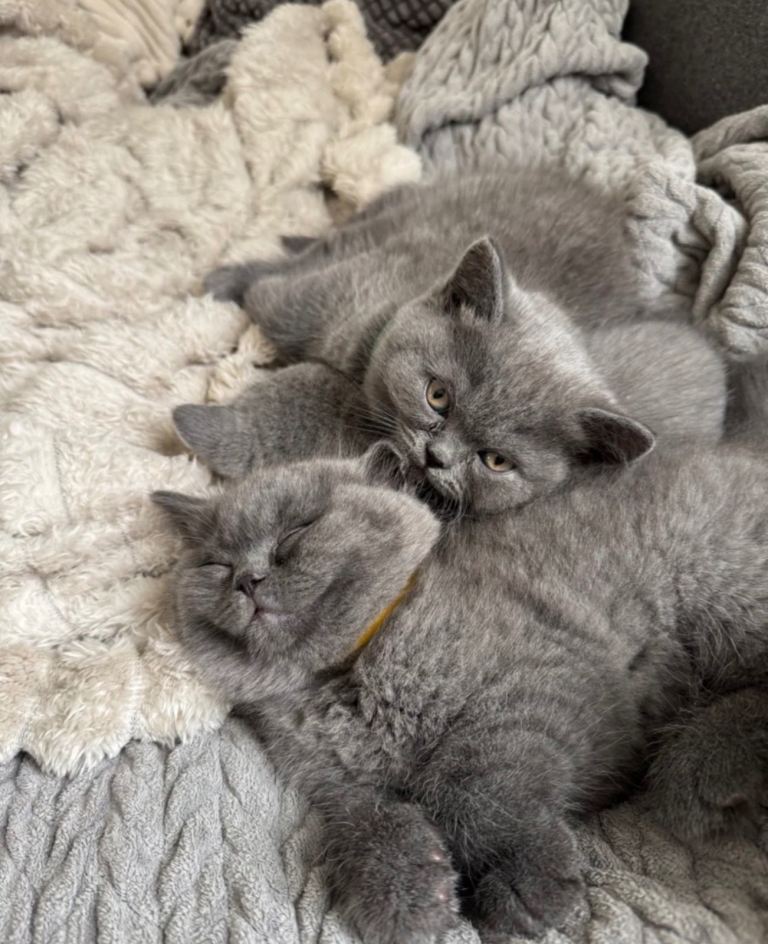 British shorthair kittens 
