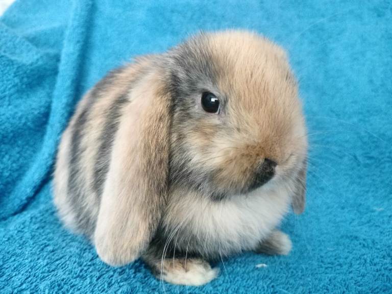 Baby mini lops and mini rexes for sale 