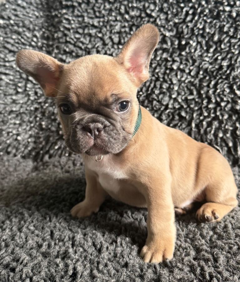 French Bulldog Puppies Looking For Forever Homes. New Shade, Rojo, Blue Fawn.
