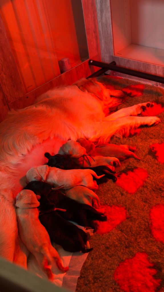 Beautiful Goldador Puppies