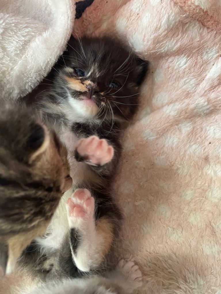 3 beautiful kittens for sale
