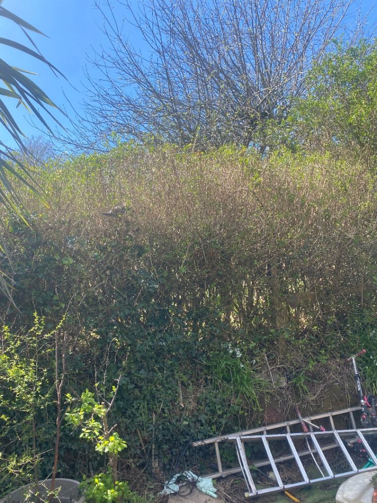 Garden hedge trimming cutting 