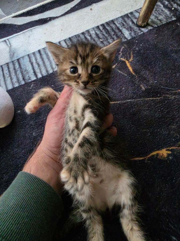 Beautiful Mixed-Breed Kittens – 9 Weeks Old 