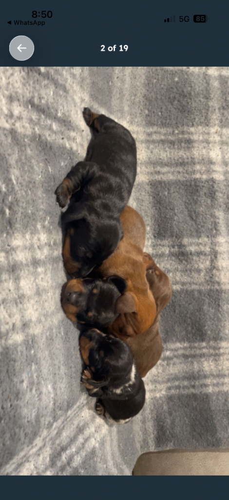 Miniature dachshunds