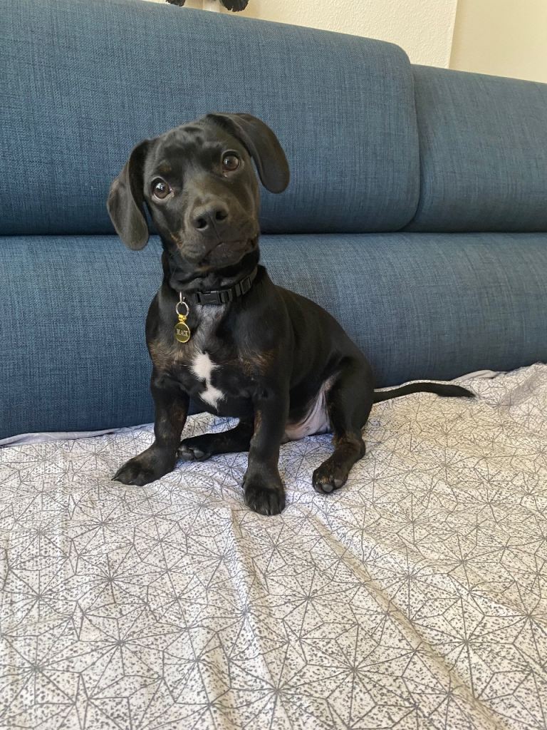 Puppy for sale 