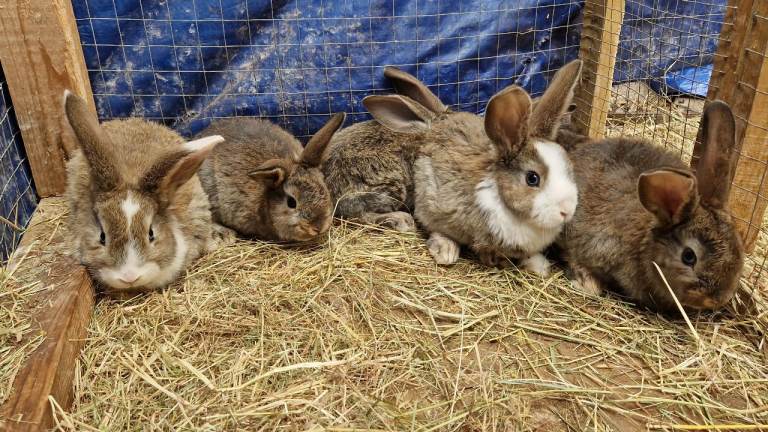 Rabbits looking for their loving homes x 
