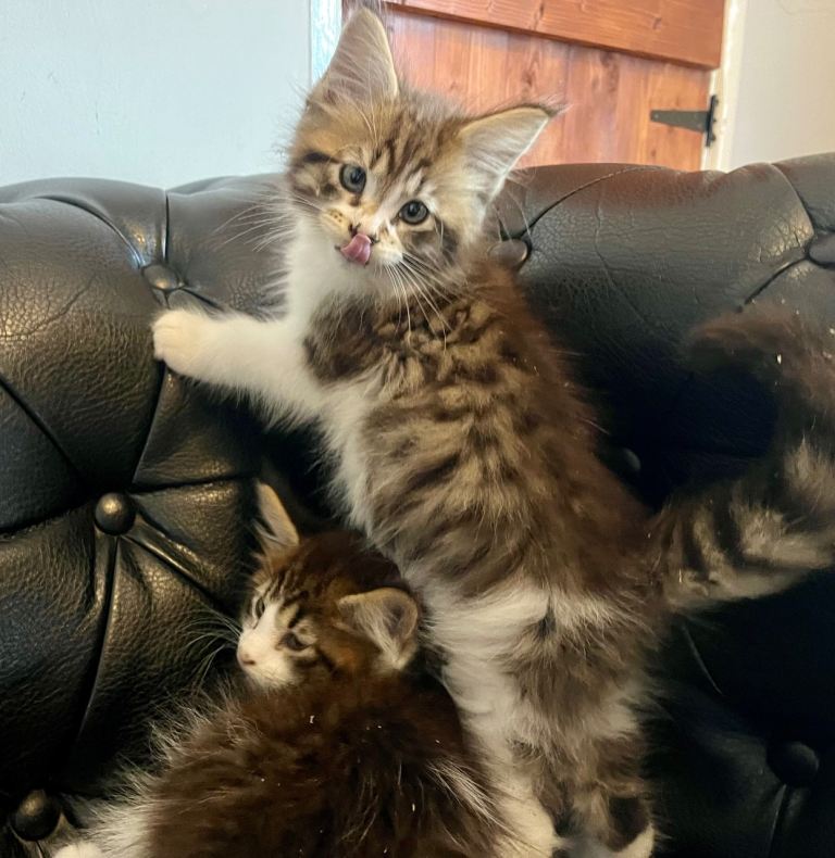 Pure Maine Coon kittens