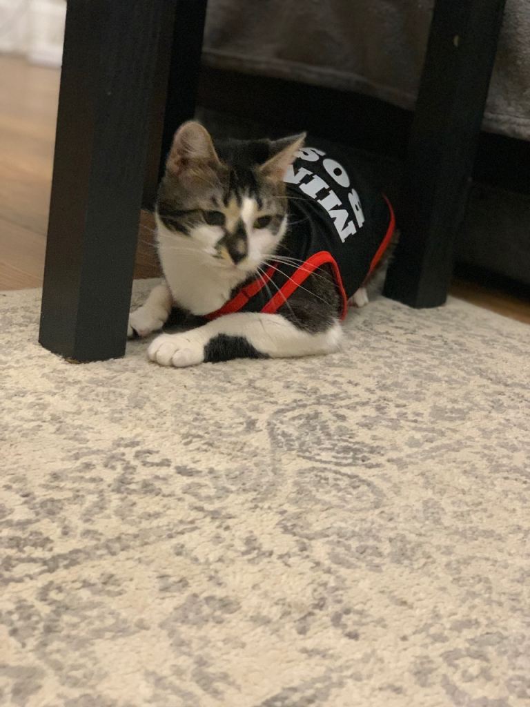 Half bengal half tabby needs a new home 