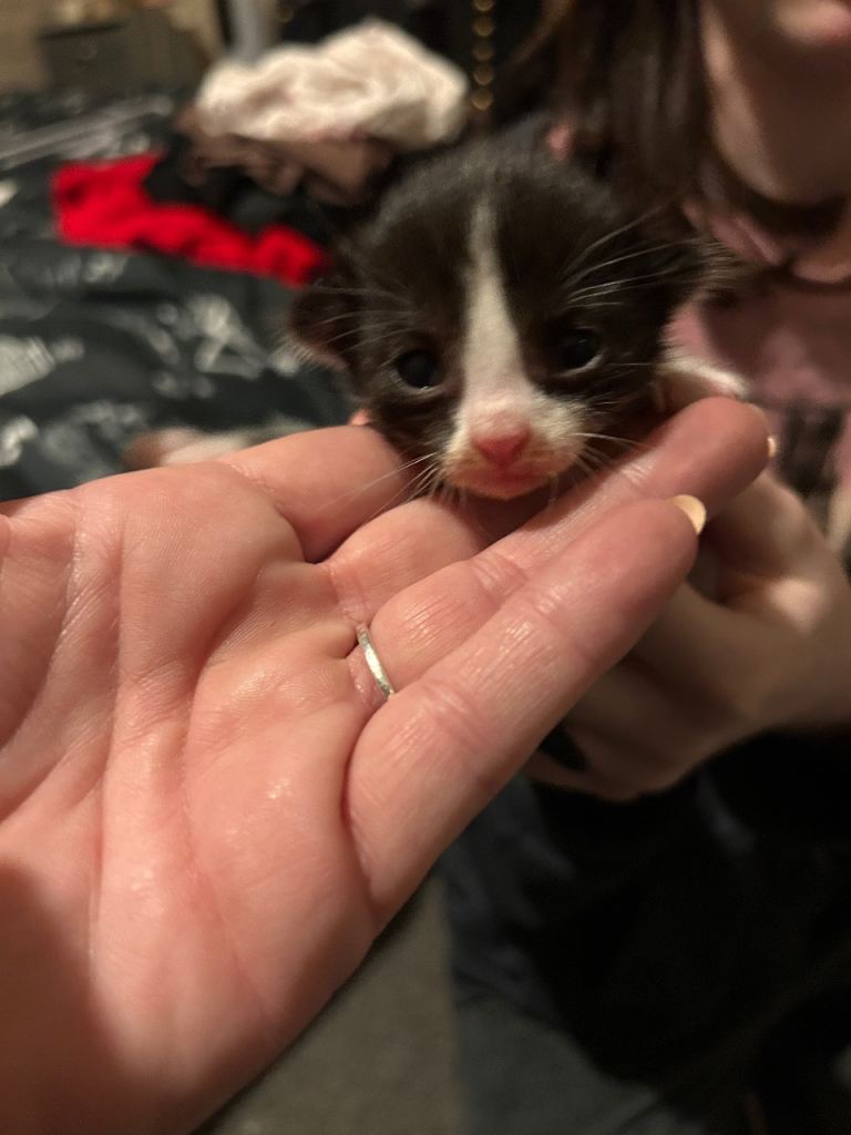 please read add half oriental siamese kitten