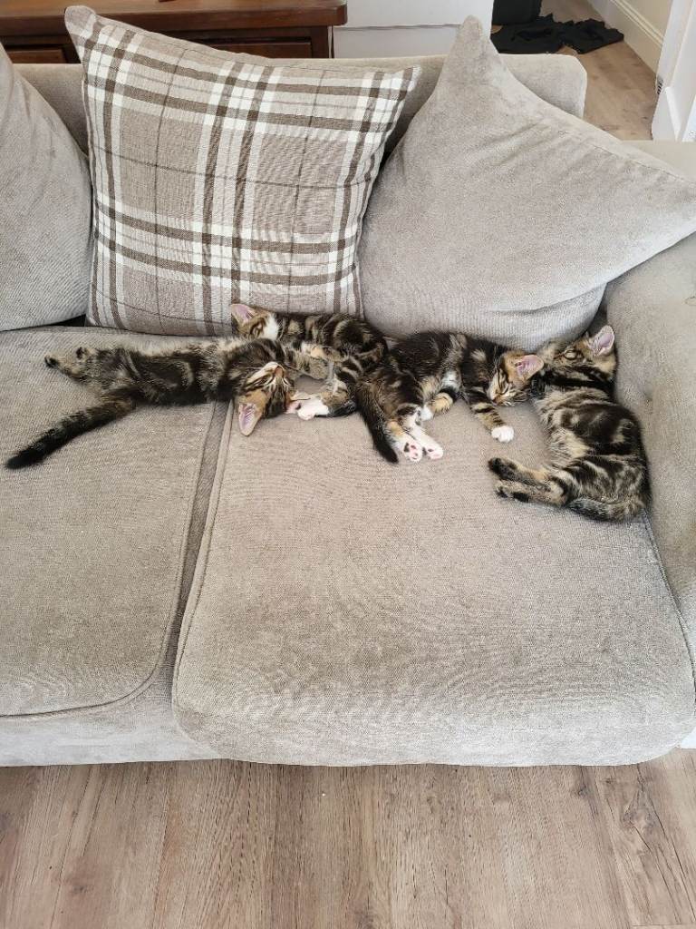 Kittens