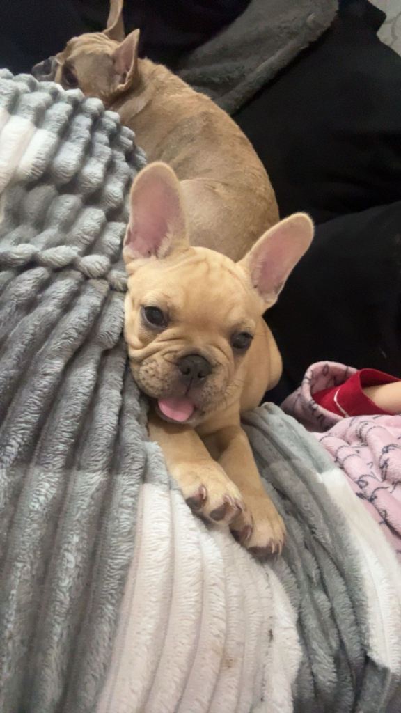 Frenchbull dog