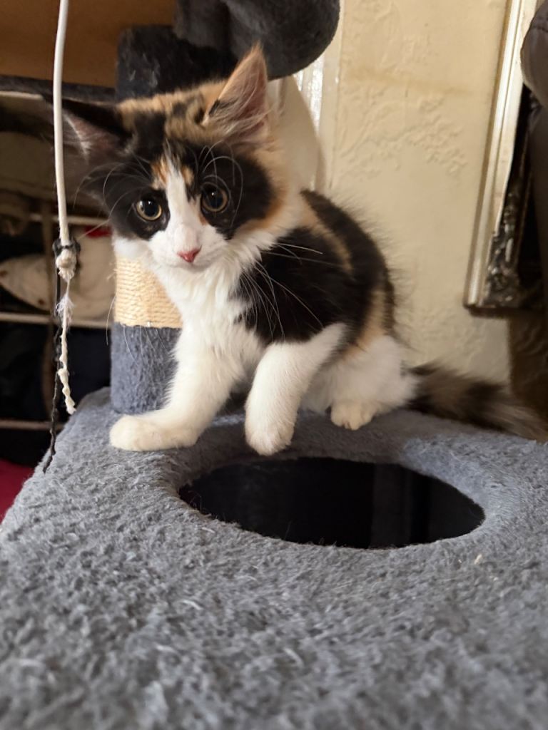 Kitten Radgool  and mix 