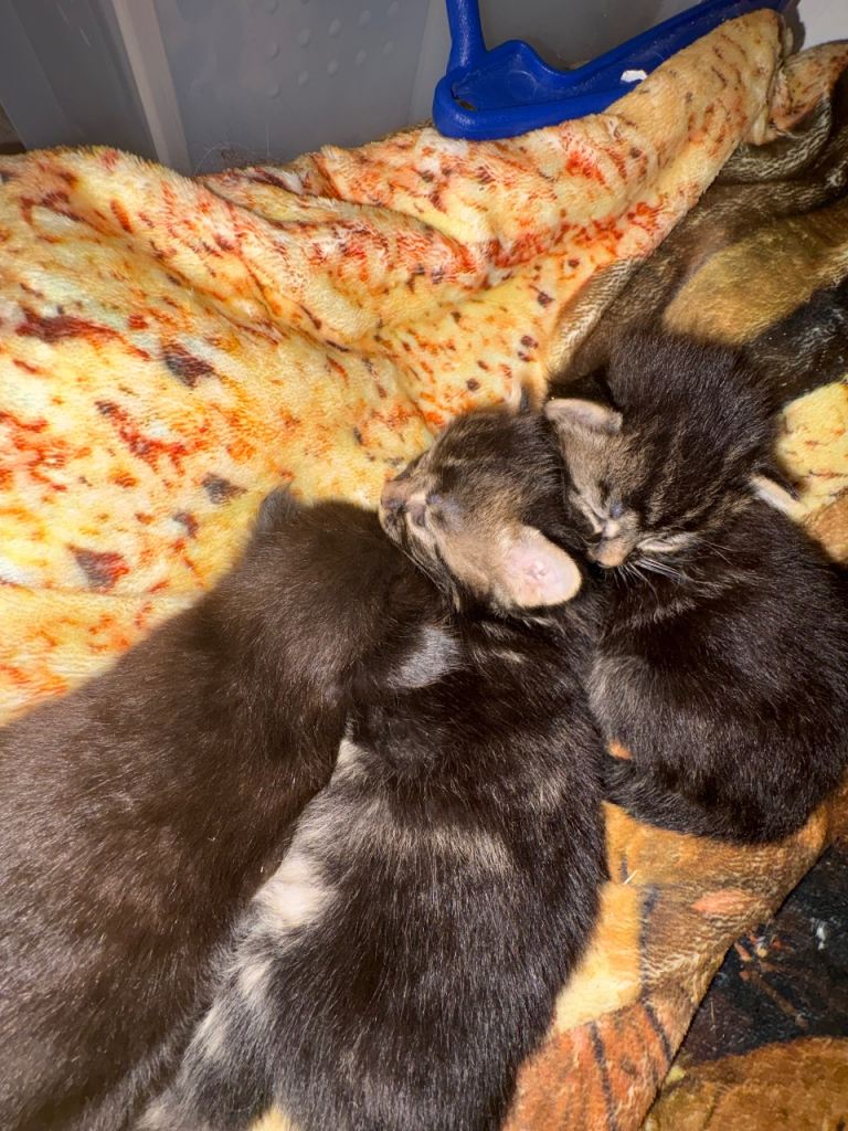 TWO bengal x mainecoon kittens