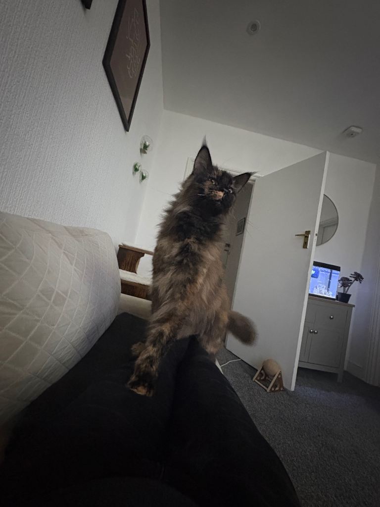 Beautiful Natured Pedigree Main coon cat for adoption