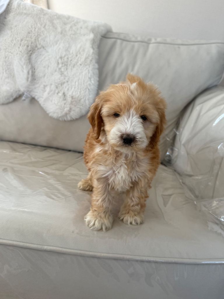 1 cocker poo female puppy 