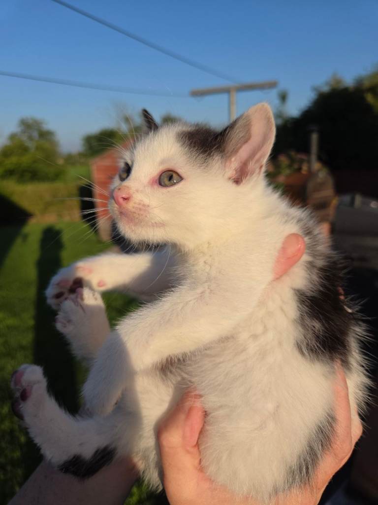 Kittens for sale