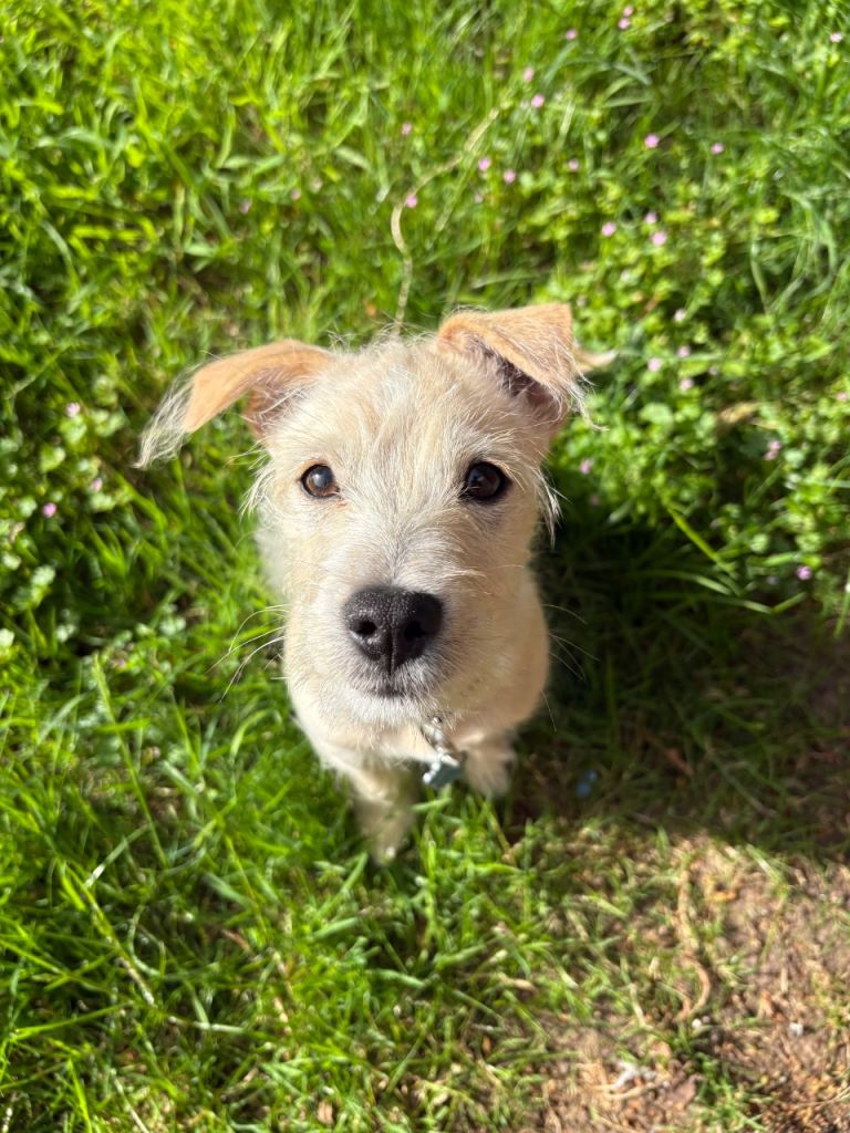 Playful male Puppy for sale