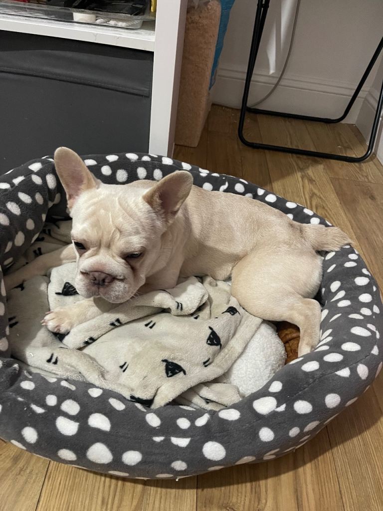 KC registered French Bulldog