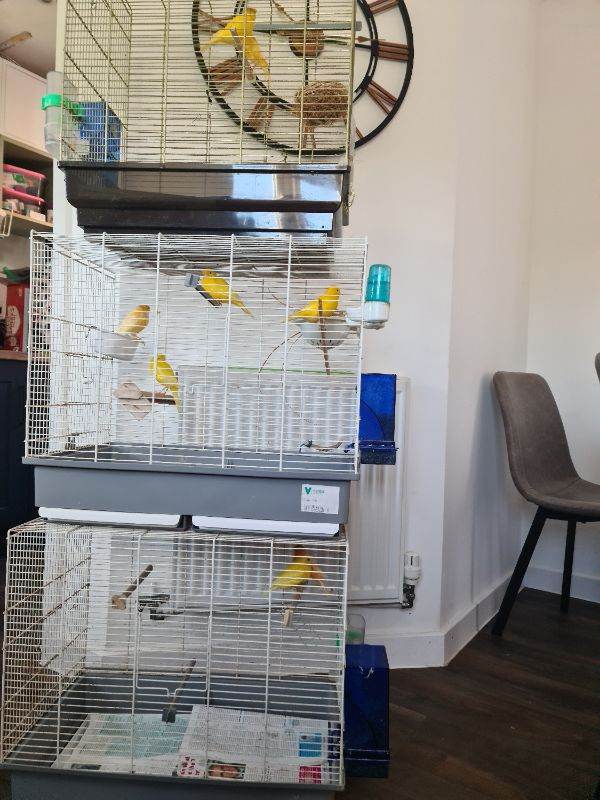 Canaries 